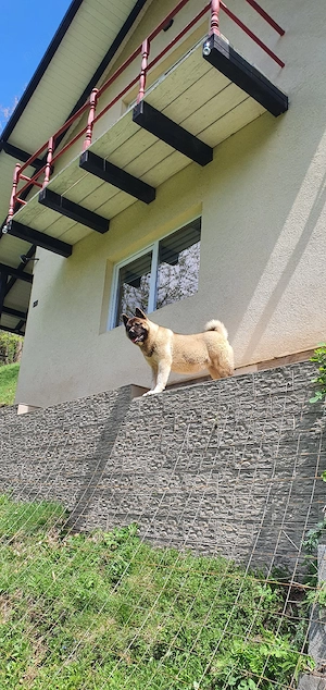 Femelă American Akita - imagine 2