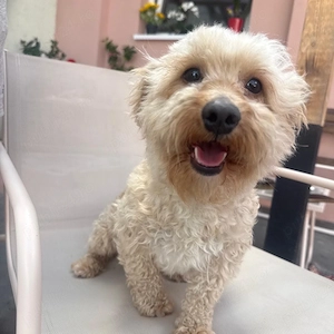 femela maltipoo pudel  - imagine 2