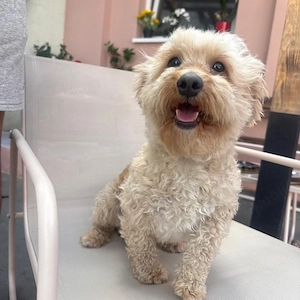 femela maltipoo pudel 