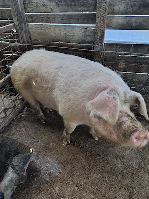 porc de vânzare 