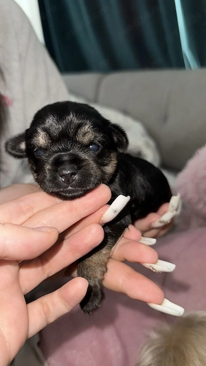 Yorky mini toy puiuți  - imagine 3