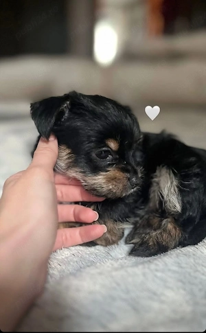 Yorky mini toy puiuți 