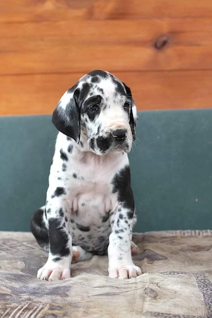 Dog argentinian arlechin 