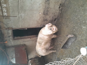 Porci de taiere