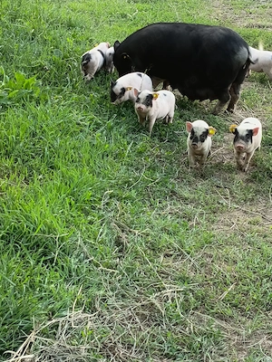 Porci vietnamezi 