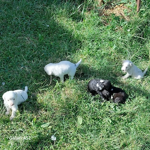  Pui Schnautzer pitic