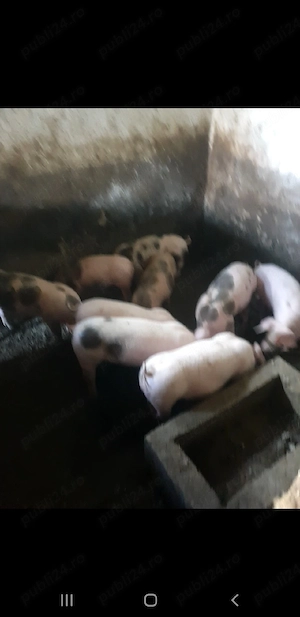 purcei de vanzare