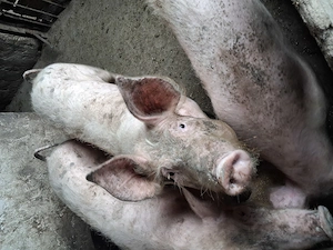 Porci de vinzare  rasa pitransi landras - imagine 2