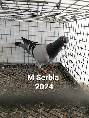 Voiajori străini 