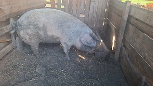 Vand porc pentru sacrificat - imagine 2
