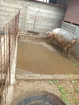 porc de vanzare mai multe detalii in privat sau la numărul de telefon   - imagine 2