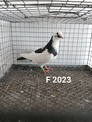 Porumbei voiajori 