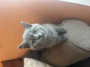 Doi băieți british Shorthair  - imagine 4