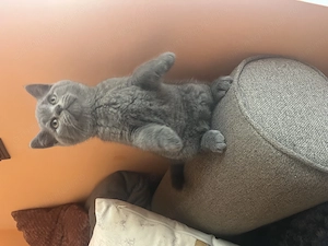 Doi băieți british Shorthair  - imagine 3
