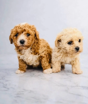 Maltipoo deosebiti
