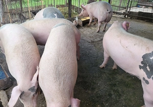 Porci de carne 120 kg - imagine 2