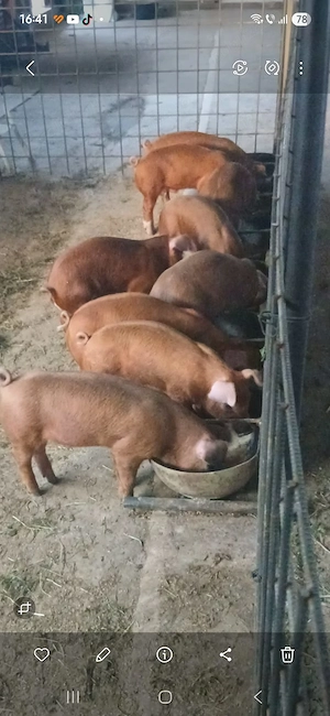 Porci de vânzare.. - imagine 4