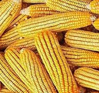 Porumb de vanzare