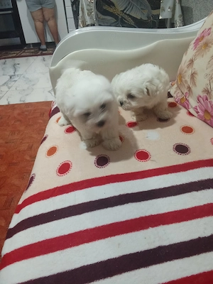 Bichon miny toy fetițe  - imagine 2