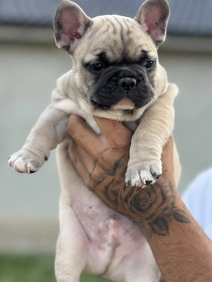 Buldog Francez Blue fawn cu mască neagră  - imagine 4