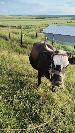 VACA de vanzare