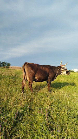 VACA de vanzare - imagine 3