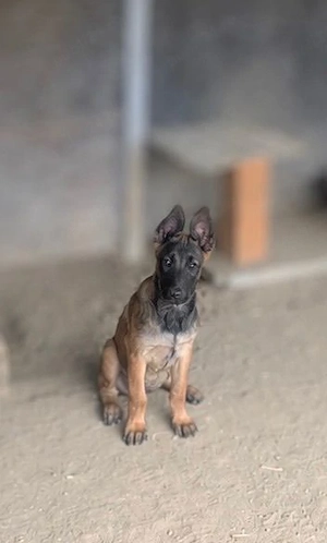 Vând ciobanesc malinois.
