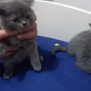 pisici  British Shorthair  - imagine 3