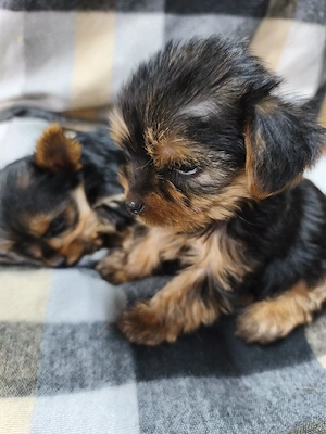 Yorkshire terrier 