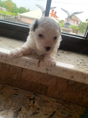 Pui drăguți de bichon maltez - imagine 4