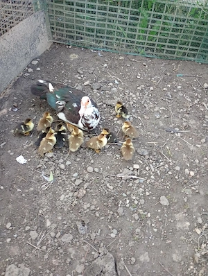 Vînd boboci de rață mută 11 bucăți 