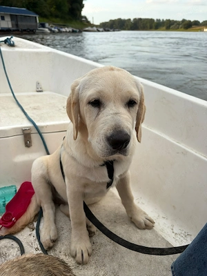 Pui Labrador Retriever - imagine 5