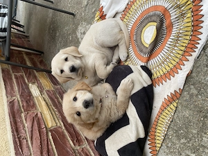 Pui Labrador Retriever - imagine 2
