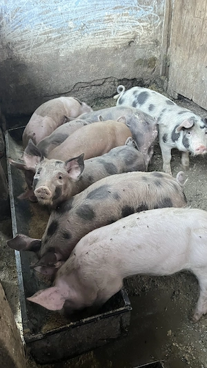 Vând 10 bucăți de purcei de 30 kg ( Duroc cu landrace) - imagine 3