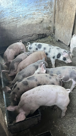 Vând 10 bucăți de purcei de 30 kg ( Duroc cu landrace) - imagine 5