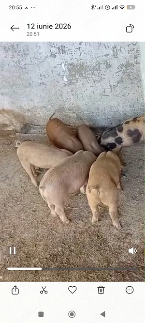 Porci de vanzare