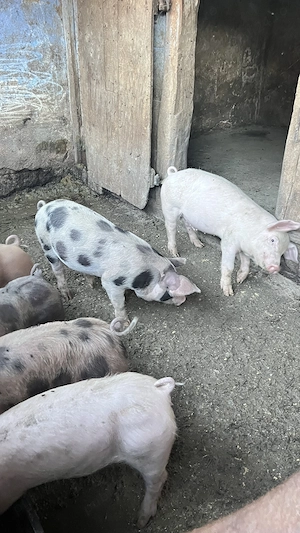 Vând 10 bucăți de purcei de 30 kg ( Duroc cu landrace)
