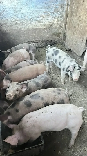 Vând 10 bucăți de purcei de 30 kg ( Duroc cu landrace) - imagine 2