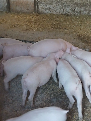 vand purcei de 9 saptamani,marele alb cu landras - imagine 2
