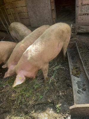 vand 2 porci  - imagine 2