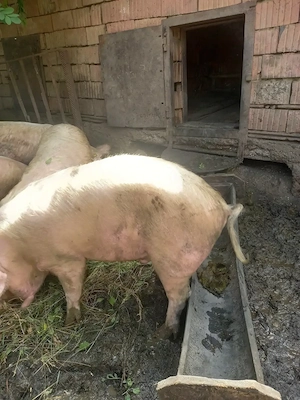 vand 2 porci 