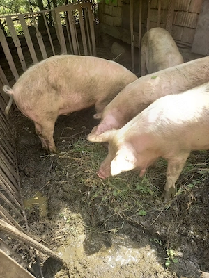 vand 2 porci  - imagine 3