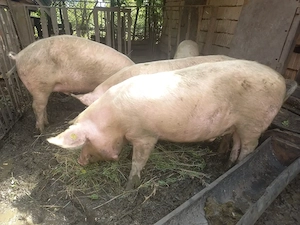 vand 2 porci  - imagine 4
