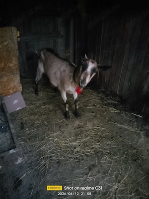 capra alpina franceză 