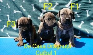 Pui Presa Canario Dogo cu Pedigree Canisa Giurgiu - imagine 4