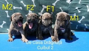 Pui Presa Canario Dogo cu Pedigree Canisa Giurgiu - imagine 6
