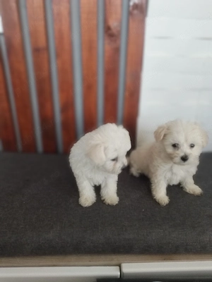 Vând căței bichon mini toy! 