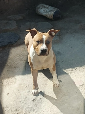 Amstaff de vânzare  - imagine 4
