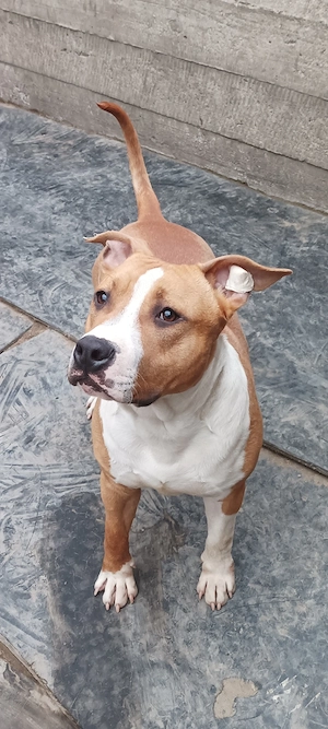 Amstaff de vânzare  - imagine 2