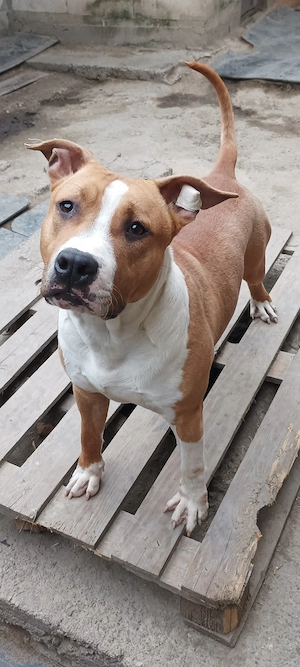 Amstaff de vânzare  - imagine 3